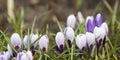 Group of white purple crocuses Royalty Free Stock Photo