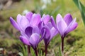 A group of white and purple crocuses Royalty Free Stock Photo