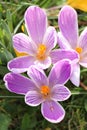 A group of white and purple crocuses Royalty Free Stock Photo