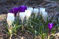 A group of white, purple and lilac crocuses growing on the ground in early spring. Royalty Free Stock Photo