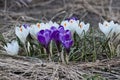 A group of white, purple and lilac crocuses growing on the ground in early spring. Royalty Free Stock Photo