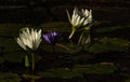Group of white and purple lotus blossoms rising rising up out of pond of lily pads, calm serene background for meditation wellness Royalty Free Stock Photo