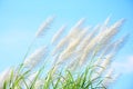 Group of white reed flower with blue sky background,