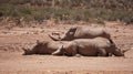 Group of white rhinoceroses bathing in sun after dipping in mud wildlife seserve park in South Africa