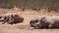 Group of white rhinoceroses bathing in sun after dipping in mud wildlife seserve park in South Africa