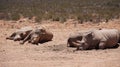 Group of white rhinoceroses bathing in sun after dipping in mud wildlife seserve park in South Africa