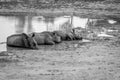 Group of White rhinos laying by the water Royalty Free Stock Photo