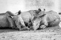 Group of White rhinos laying in the water Royalty Free Stock Photo