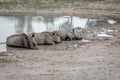 Group of White rhinos laying by the water Royalty Free Stock Photo