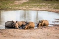 Group of White rhinos laying in the water Royalty Free Stock Photo