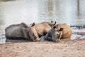 Group of White rhinos laying in the water Royalty Free Stock Photo