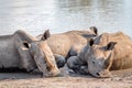 Group of White rhinos laying in the water Royalty Free Stock Photo