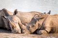 Group of White rhinos laying in the water Royalty Free Stock Photo