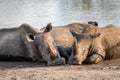 Group of White rhinos laying in the water Royalty Free Stock Photo