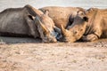 Group of White rhinos laying in the water Royalty Free Stock Photo