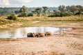 Group of White rhinos laying in the water Royalty Free Stock Photo