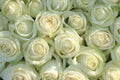 Group of white roses, wedding decorations Royalty Free Stock Photo