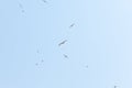 A group of white sea gulls fly in the light blue sky Royalty Free Stock Photo