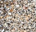 group of white sea shells Royalty Free Stock Photo