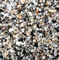 group of white sea shells Royalty Free Stock Photo