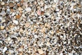 Group of white sea shells on beach Royalty Free Stock Photo