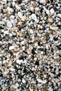 Group of white sea shells on beach Royalty Free Stock Photo