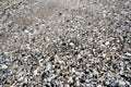 Group of white sea shells on beach Royalty Free Stock Photo