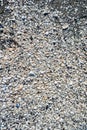 group of white sea shells Royalty Free Stock Photo