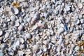 group of white sea shells Royalty Free Stock Photo