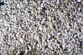 group of white sea shells Royalty Free Stock Photo