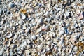 group of white sea shells Royalty Free Stock Photo
