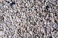 group of white sea shells Royalty Free Stock Photo