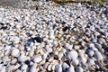 group of white sea shells Royalty Free Stock Photo