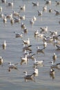 Group of white seagull background soft focus floating