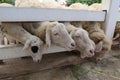 A group of white sheep on the farm eating grass in the morning Royalty Free Stock Photo