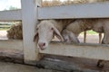 A group of white sheep on the farm eating grass in the morning Royalty Free Stock Photo