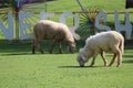 A group of white sheep on the farm eating grass in the morning Royalty Free Stock Photo