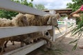 A group of white sheep on the farm eating grass in the morning Royalty Free Stock Photo