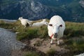 Group of White Sheep