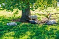 Group of white sheep sheltering from sun under a tree in Maasvallei nature reserve