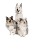 Group of a White Shepherd Dog and two shelties