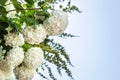 Group of white smooth Hydrangea \'Annabelle\' (Hydrangea arborescens) flowers with copy space Royalty Free Stock Photo