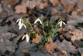 Beautiful snowdrops in the spring forest.