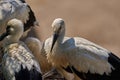 Group of White stork birds looking down with blur background, closeup shot Royalty Free Stock Photo