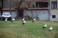 Group of White Storks in the Village