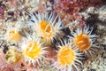 Group of white stripped anemones