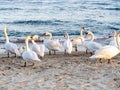 White swans on the beach