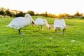 Group of white swans on a green lawn, birds eating grass Royalty Free Stock Photo