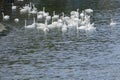 Group of white swans on a river Royalty Free Stock Photo