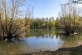 A group of white swans in a shallow lake at Bundek city park, Zagreb, Croatia